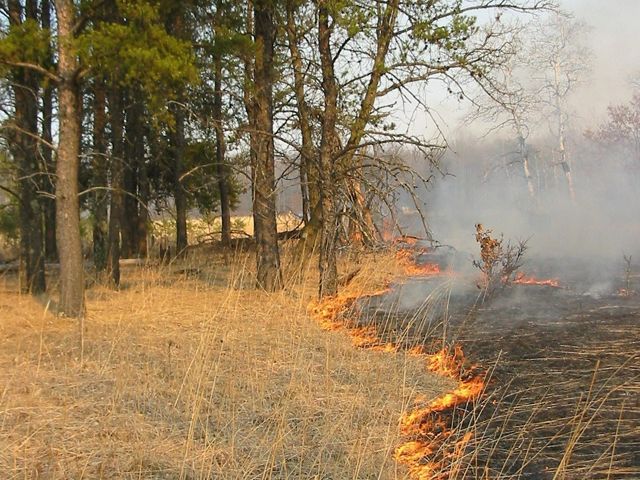A low intensity fire burns through pine straw at the edge of a pine savanna.