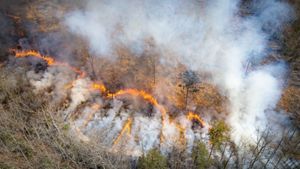 An aerial photo features a forest during a prescribed burn. 