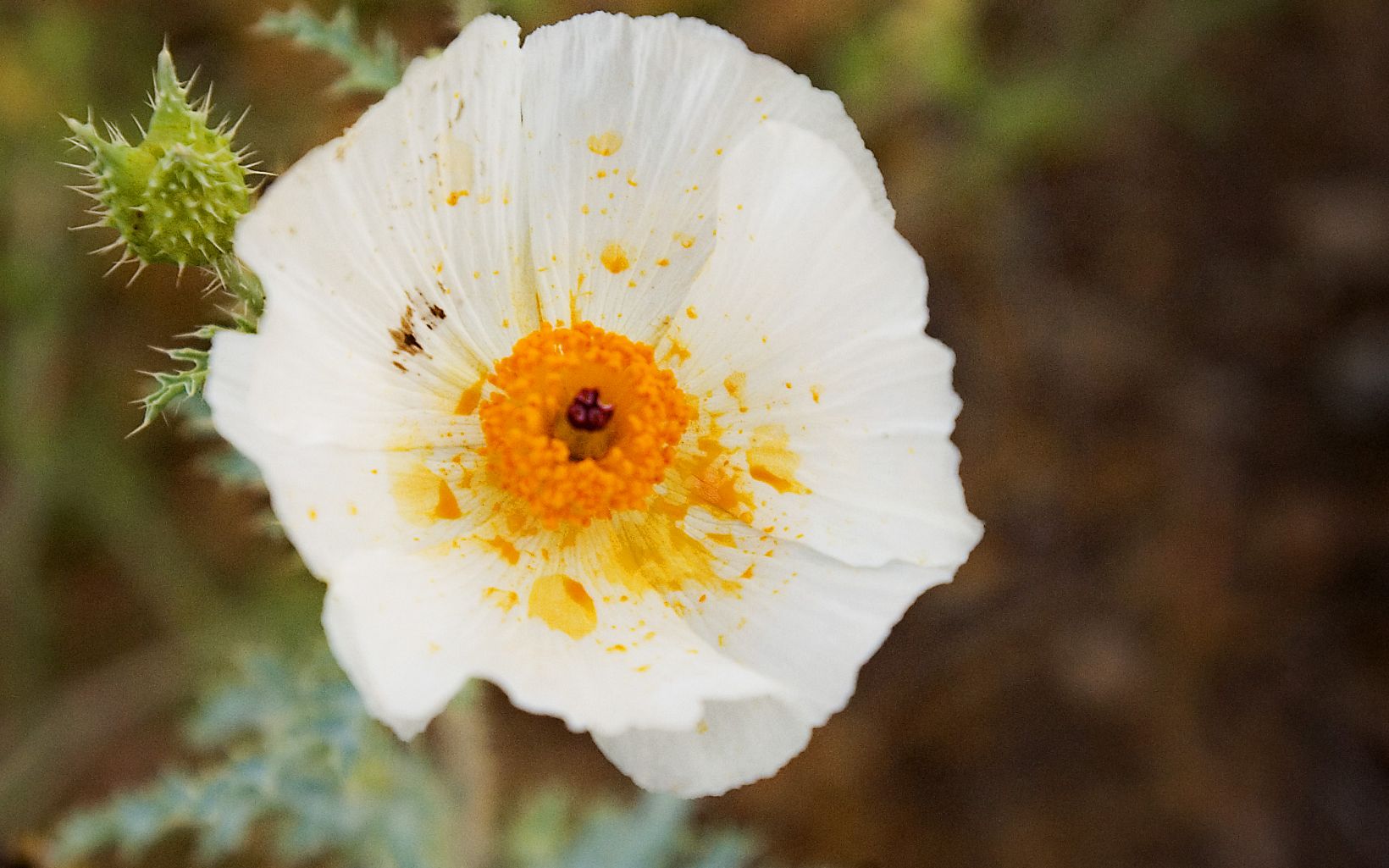 Close-up of a white flower with a bright gold center.