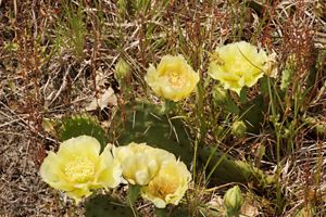 A cluster of small, rounded cactus leaves are light green against brown and red grasses. Several yellow flowers are blooming.