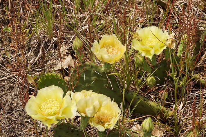 Closeup of prickly pear cactus with yellow flowers in bloom.
