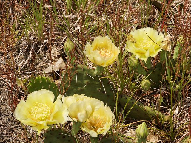 Closeup of prickly pear cactus with yellow flowers in bloom.