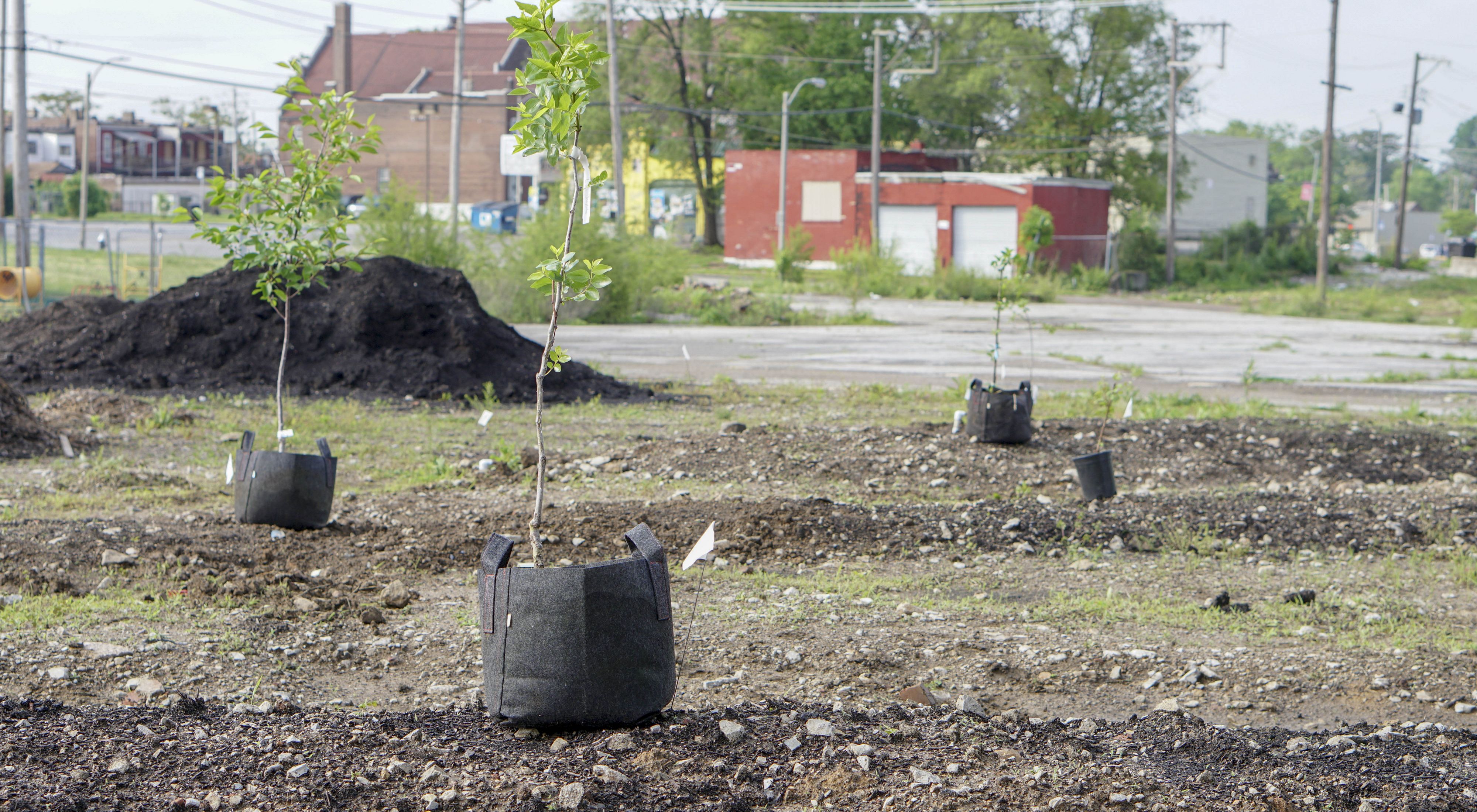 Small trees are ready to be planted in an open city lot.