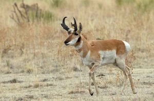 Pronghorn deer roaming the mesa.