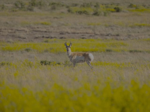 A pronghorn stands in a wide grassy plain.