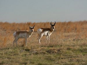 Two pronghorn staring toward the camera from a grassy slope.