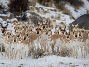 Twenty pronghorns with their ears perked stand together near rocks on a snowy day.