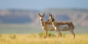 A male and female pronghorn stand in a grassy plain.