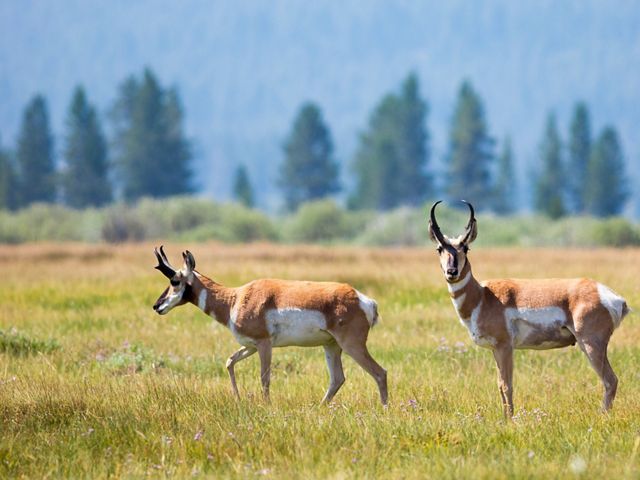 Two pronghorn antelope grazing in a grassy field with trees in the distance.