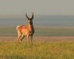 Pronghorn