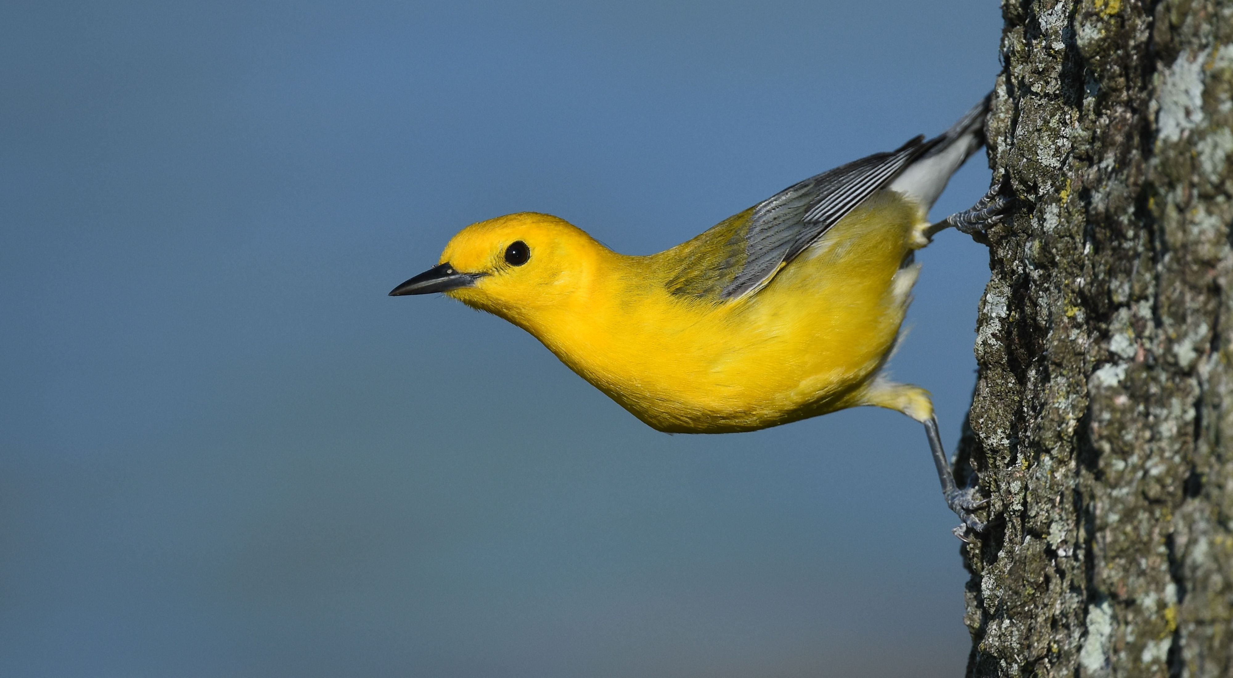 A prothonotary warbler on a branch. 