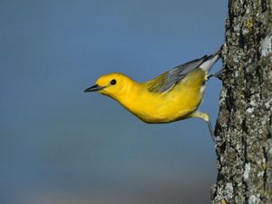 A prothonotary warbler perched on the side of a tree. 
