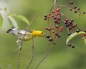 A yellow bird forages against a green background.