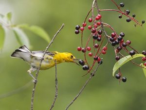 Yellow bird sits on perch with green background reaching for blue and red berries.