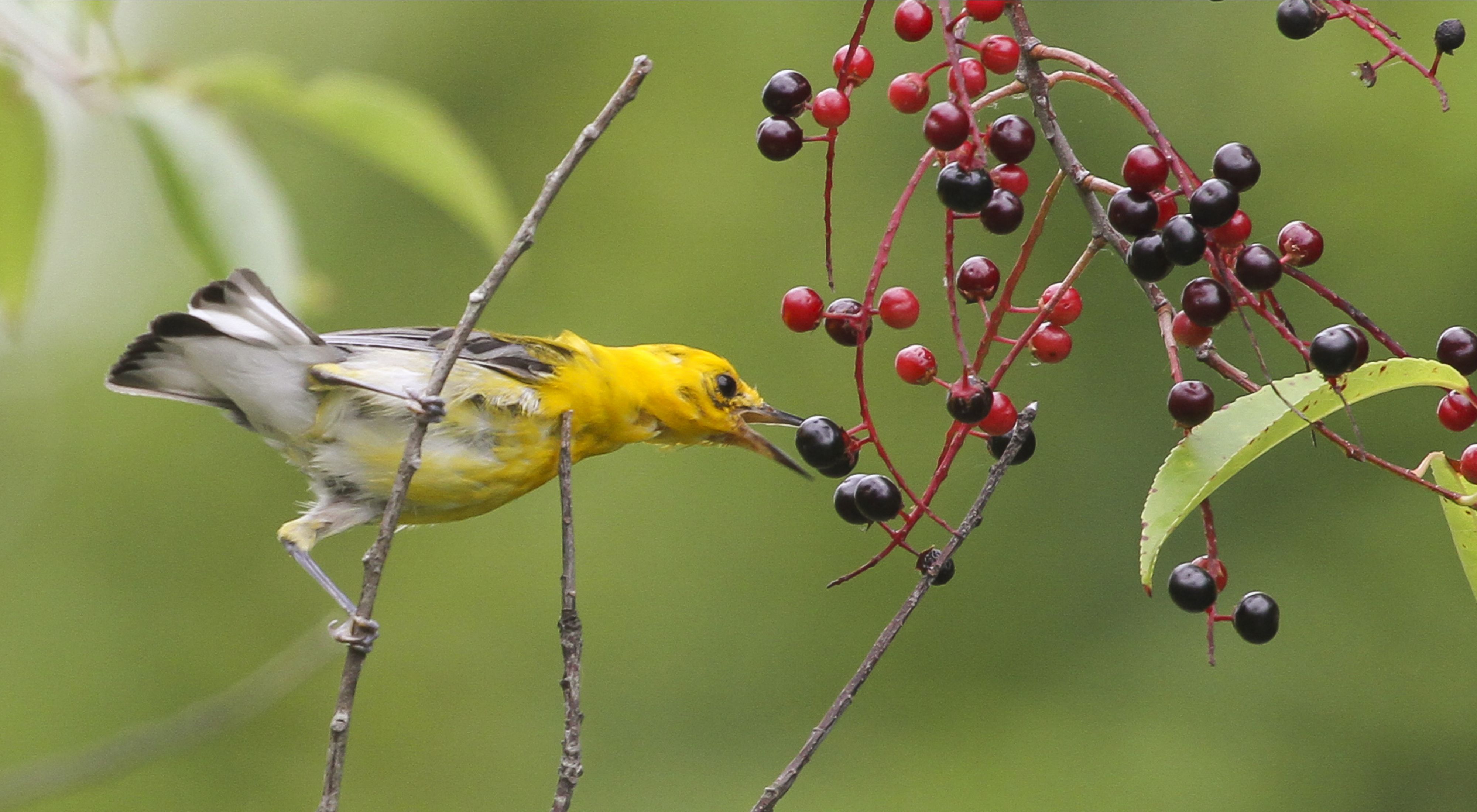 A yellow bird bites at blue and red berries in a forest.