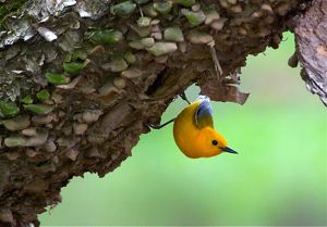 An adult prothonotary warbler hangs upside down from a tree trunk. 