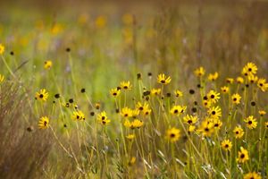 Flowers bloom in the prairie.