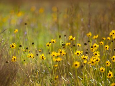 Black-eyed susans bloom in the prairie.