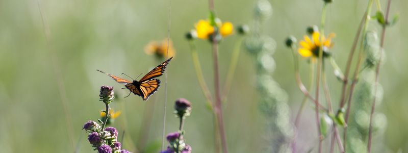 A butterfly lands on a purple flower.