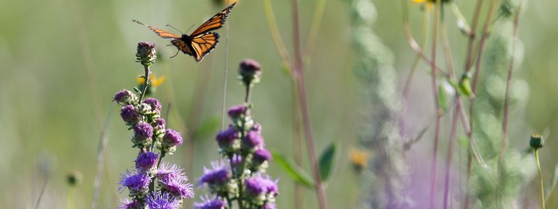 A butterfly lands on a purple flower.