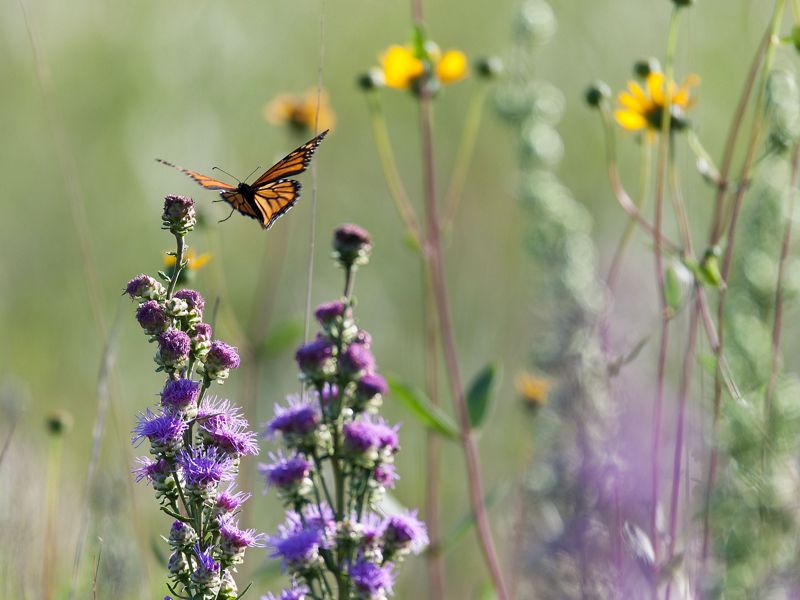 A monarch butterfly about to land on a purple flower in a prairie.