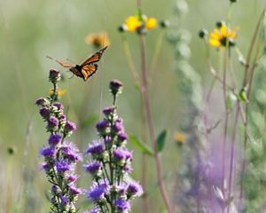 A monarch butterfly about to land on a purple flower.