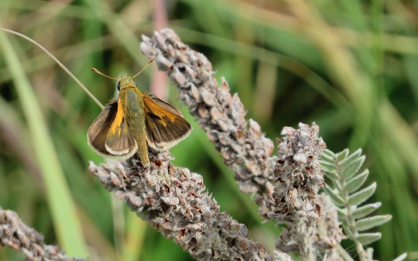 The Ottoe skipper or prairie skipper butterfly (Hesperis ottoe) is dependent on open, native prairie that is well-managed for plant and habitat diversity.