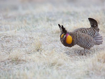 Prairie chicken.