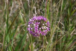 Close-up of a prairie onion flower surrounded by prairie grasses.