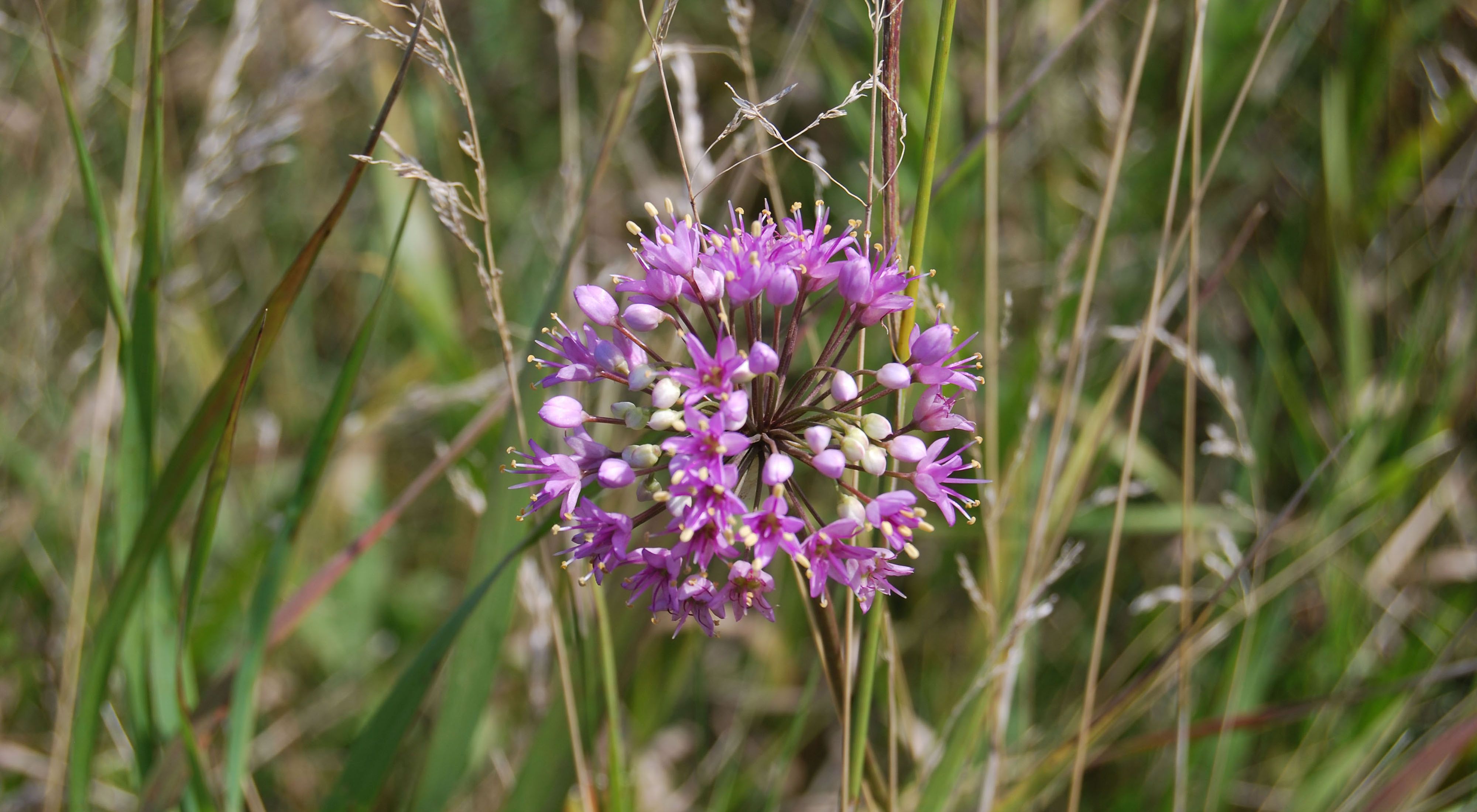 Close-up of a prairie onion flower surrounded by prairie grasses.