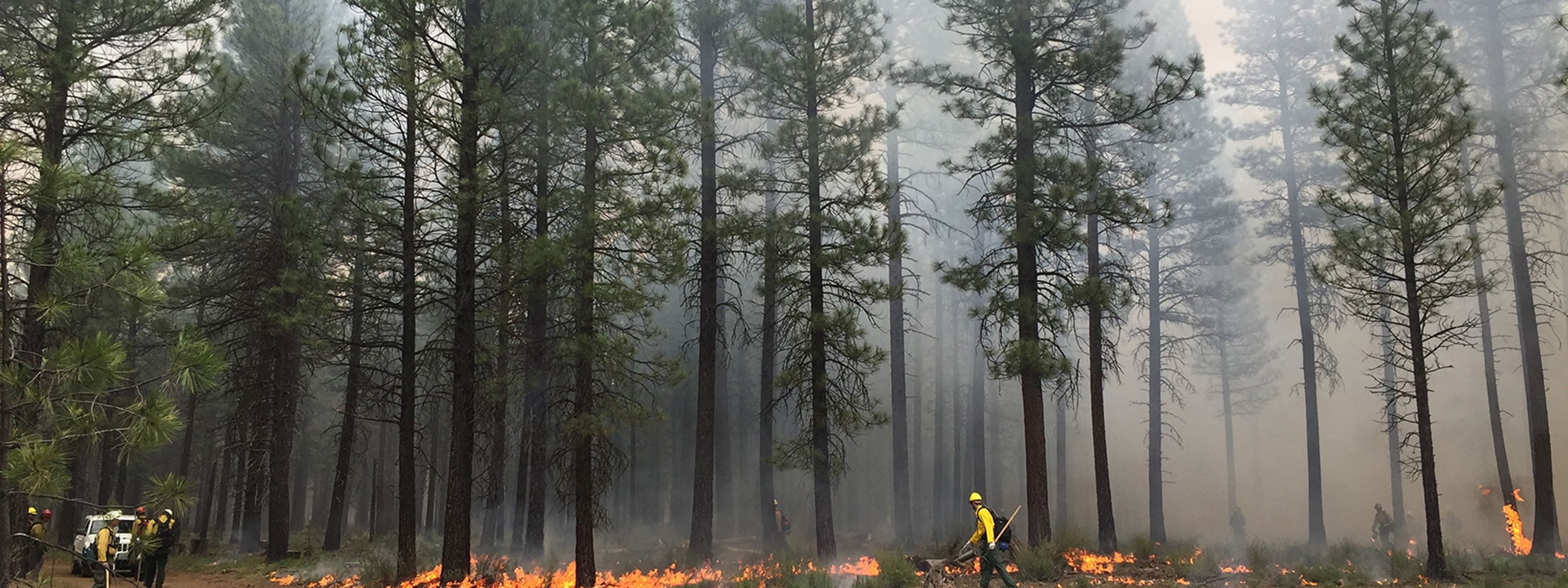 A low intensity fire burns in a forest at the base of tall pine trees. People walk through the forest monitoring the controlled burn.