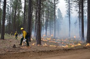 Fire staff in safety gear starting a controlled burn in a forest.