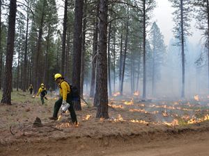 Fire staff in safety gear starting a controlled burn in a forest.