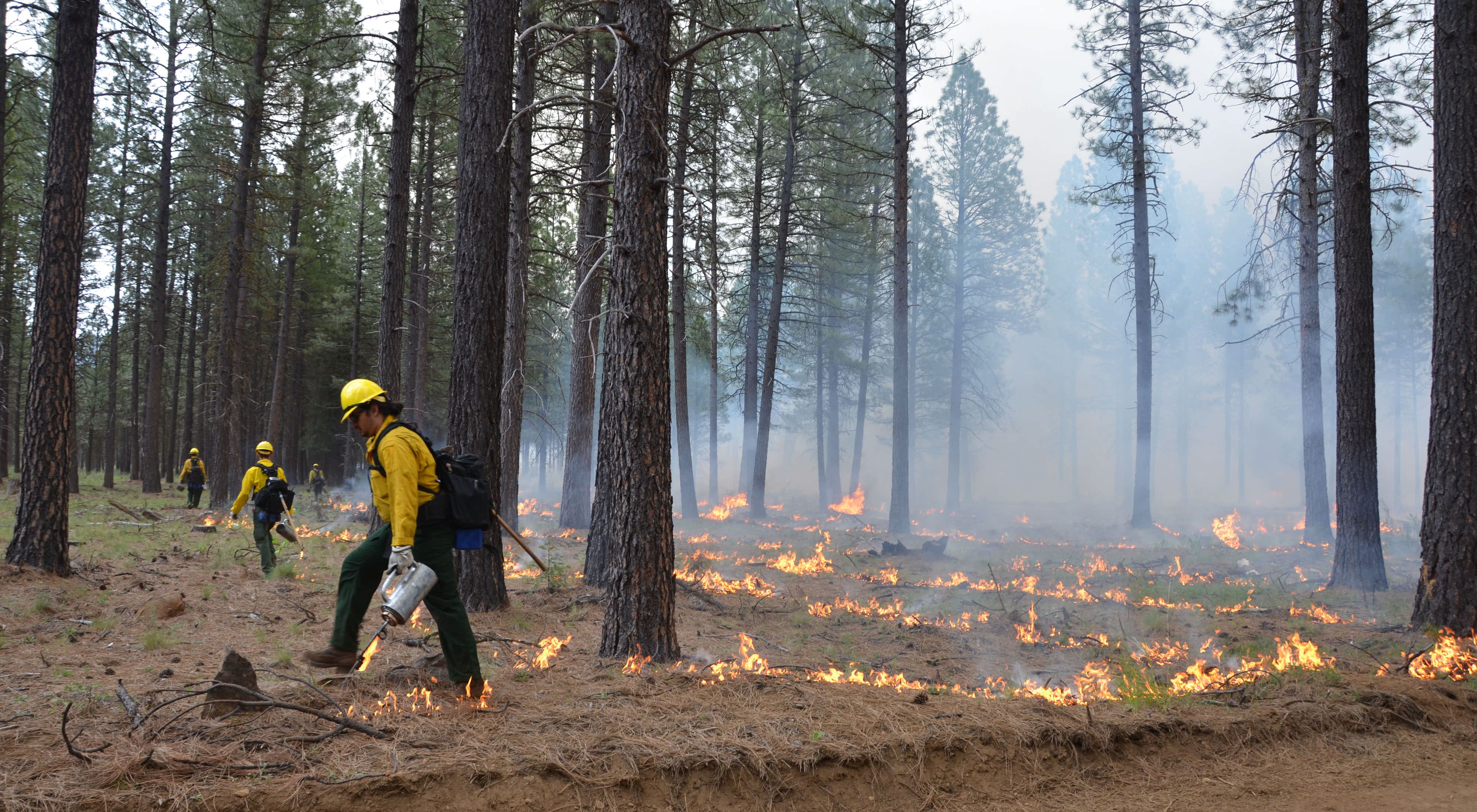 Staff in safety gear with flamethrowers spread out through a forest setting fire to the leaf litter.