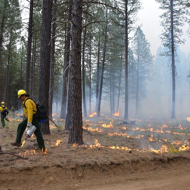 Fire practitioners facilitate a controlled burn