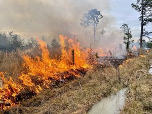 A fire blazes near a stand of tall trees.