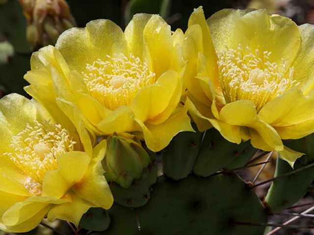 Closeup of the yellow flowers of a prickly pear cactus.