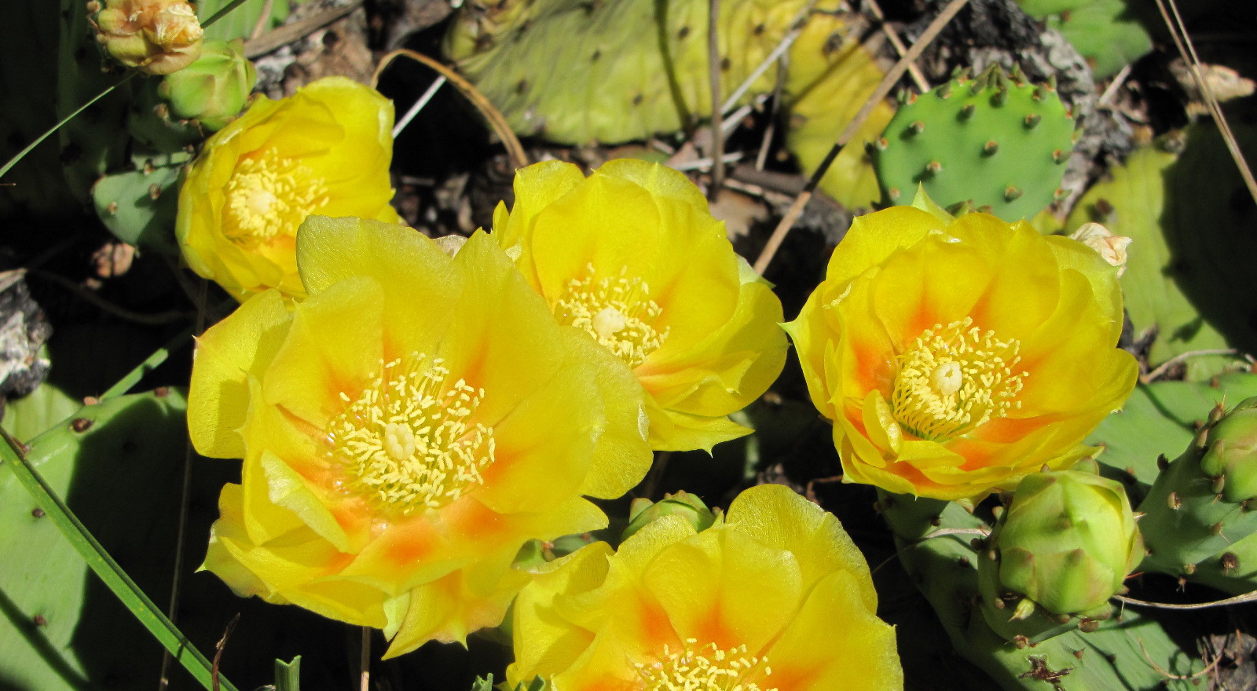 Closeup of the bright yellow flowers of an Eastern prickly pear cactus in bloom.