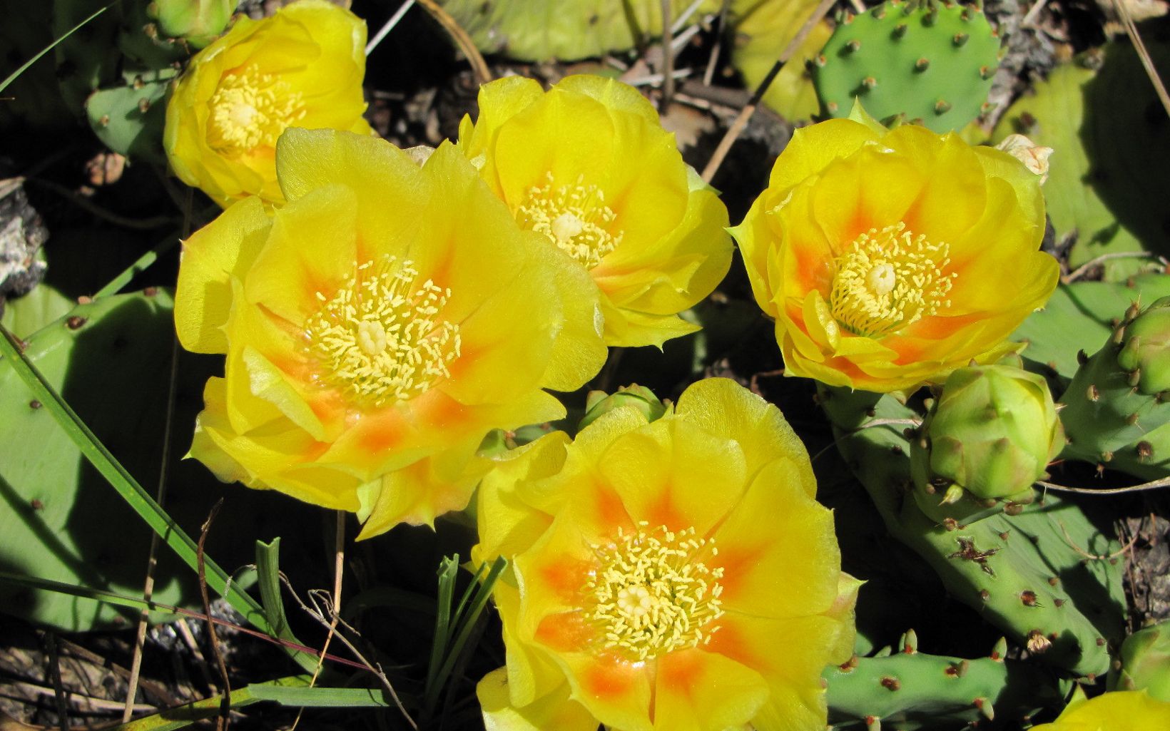 Yellow flowers from the Prickly Pear Cactus.