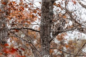 A large owl with dark barring on its breast perched on the branch of a bare oak tree looking back at the camera
