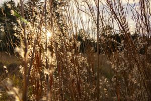 Golden sunlight shines low through a field of dried brown grasses with many small white tufts