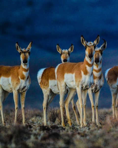 Pronghorn antelope are often found in and around the ranch