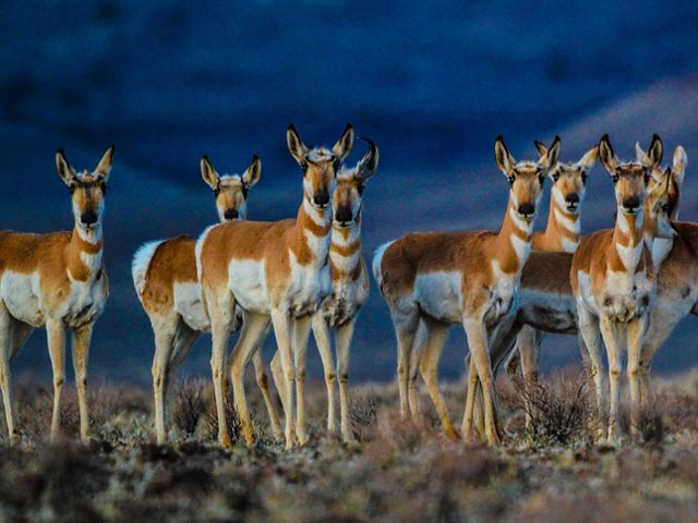 Group of ten pronghorn antelope in the Mojave Desert looking forward.