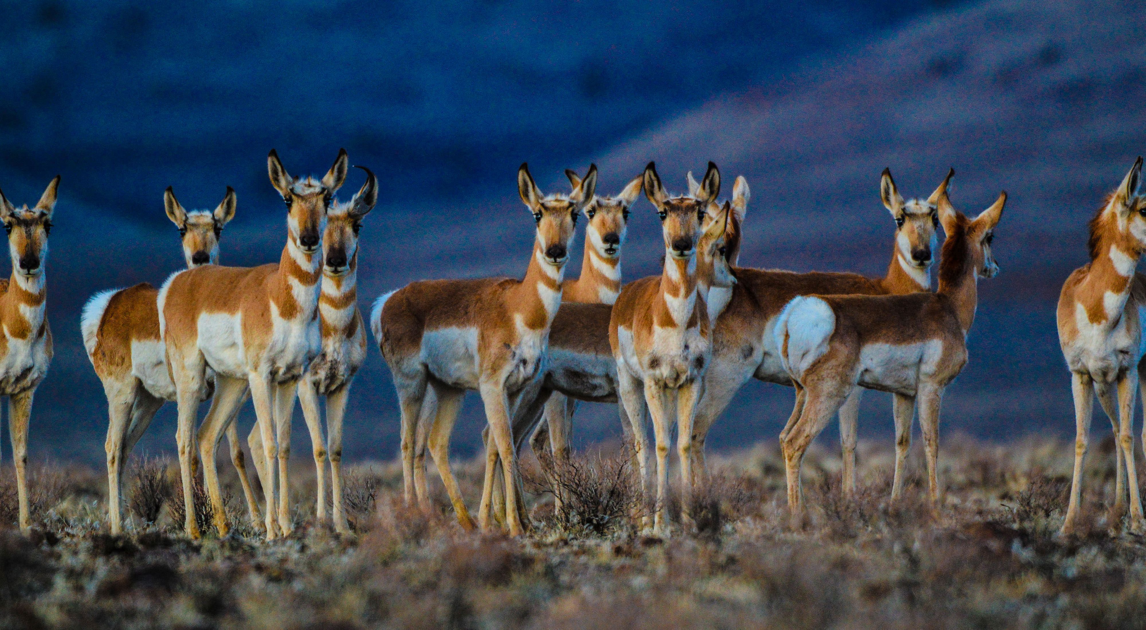 Group of Pronghorn