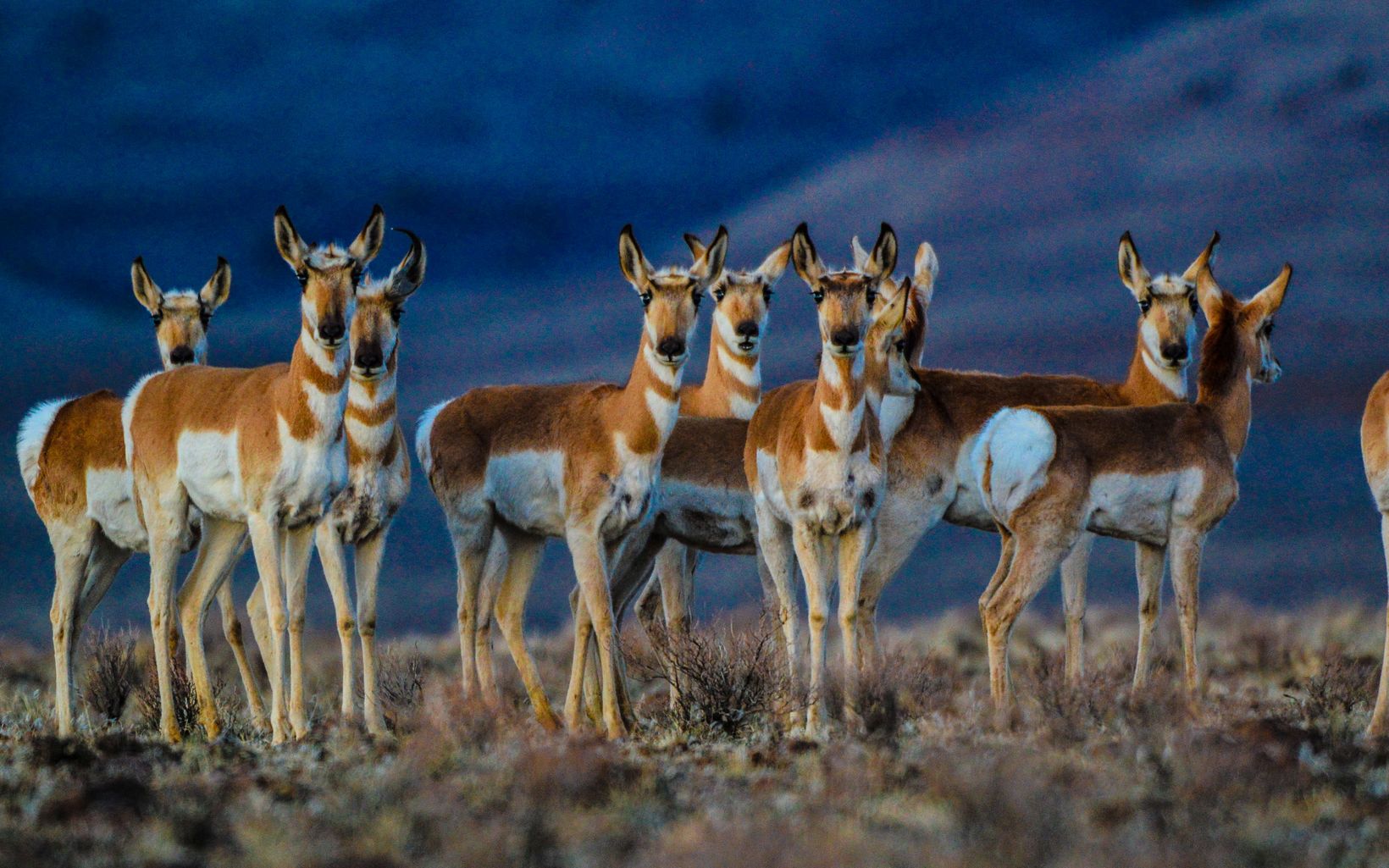 A group of pronghorn antelope looking at the camera.