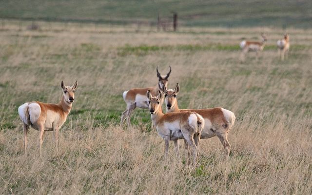 Four pronghorn in a field looking at the camera.