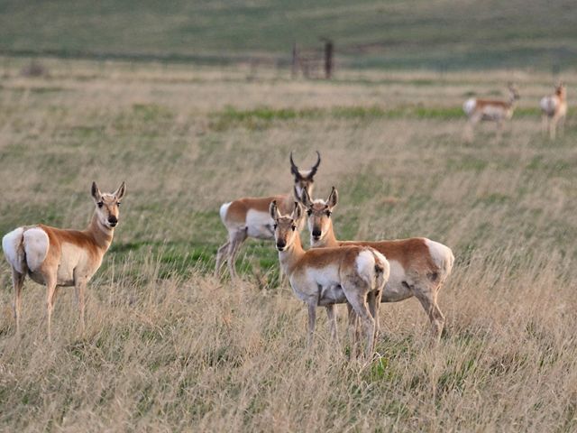 Pronghorn antelope graze at Carrizo Plain in San Luis Obispo County, California.