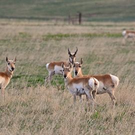 Pronghorn antelope graze at Carrizo Plain.