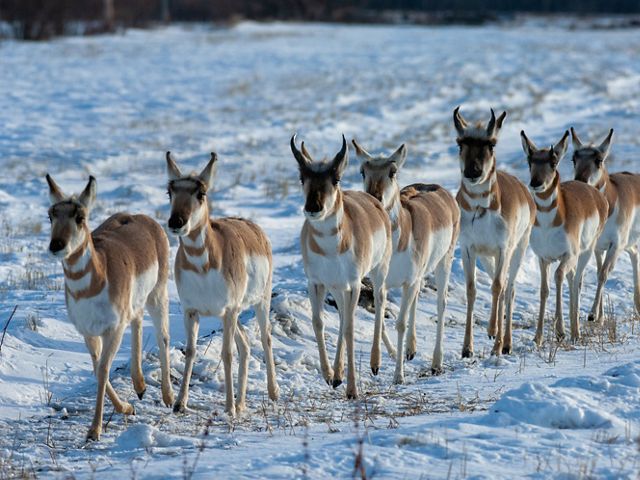 Group of pronghorn antelope walking along a snowy path. 
