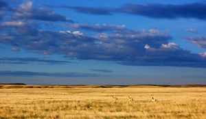 Pronghorn on Montana’s Northern Great Plains.
